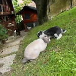 Apartma Lavanda Istriana Apartma Pobegi