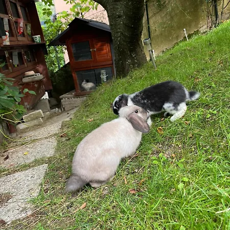 Apartma Lavanda Istriana Apartamento Pobegi