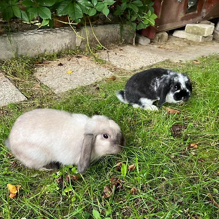 Apartma Lavanda Istriana