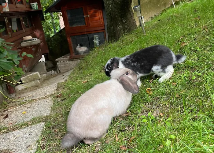 Apartma Lavanda Istriana Daire Pobegi