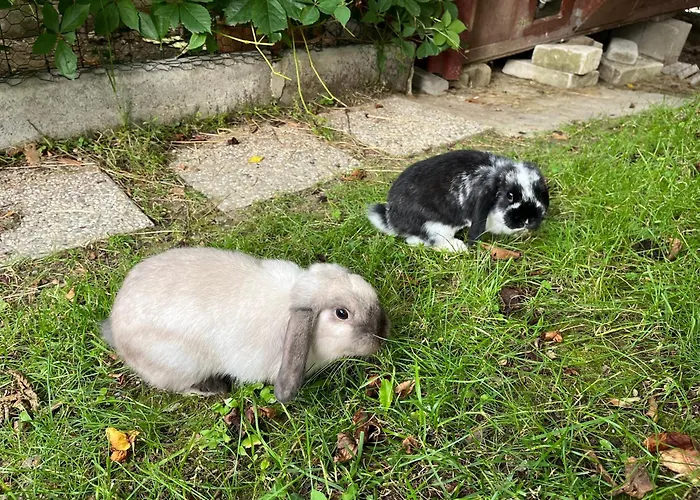 Apartma Lavanda Istriana